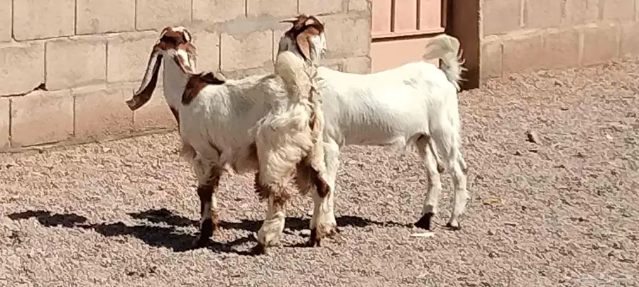 جفار هولندي العدد 2 عمرهم 5 أشهر 9