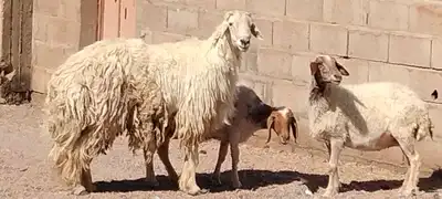 فحل حري مشروط النسف والقريع والإنتاج 1
