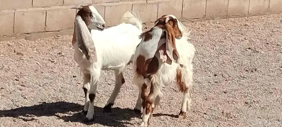 جفار هولندي العدد 2 عمرهم 5 أشهر 5