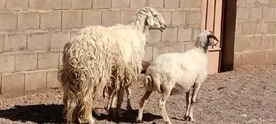 فحل حري مشروط النسف والقريع والإنتاج 3
