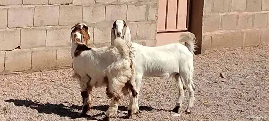 جفار هولندي العدد 2 عمرهم 5 أشهر 8