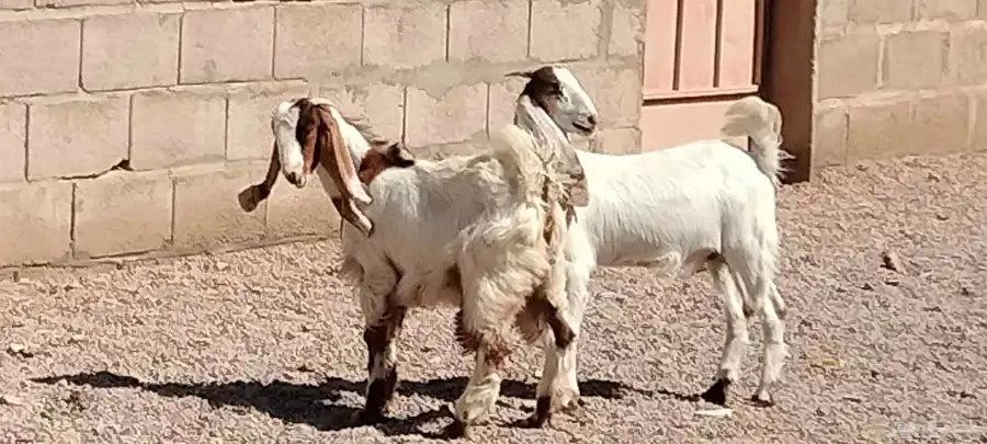 جفار هولندي العدد 2 عمرهم 5 أشهر 6