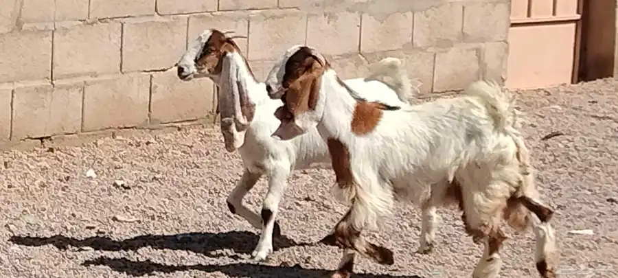 جفار هولندي العدد 2 عمرهم 5 أشهر 0