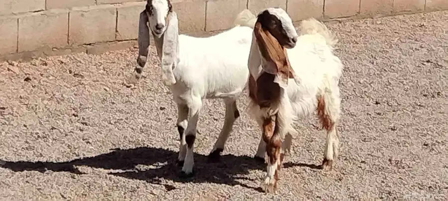 جفار هولندي العدد 2 عمرهم 5 أشهر 7