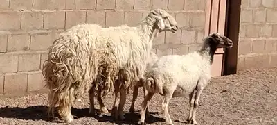 فحل حري مشروط النسف والقريع والإنتاج 6