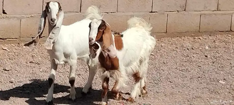 جفار هولندي العدد 2 عمرهم 5 أشهر 4