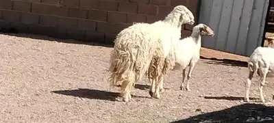 فحل حري مشروط النسف والقريع والإنتاج 0