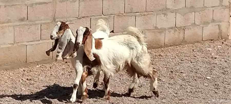 جفار هولندي العدد 2 عمرهم 5 أشهر 2