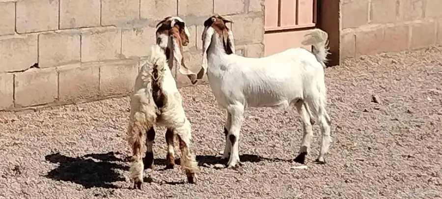 جفار هولندي العدد 2 عمرهم 5 أشهر 3