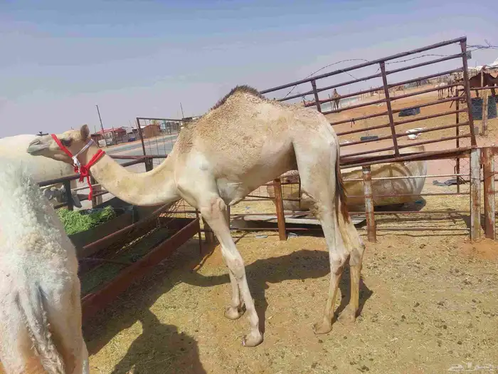قعود مفرود ابوه سوداني منتج في رماح وأمه بنت شاهين الكليلي 1