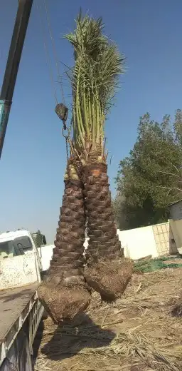 نخل للبيع 1