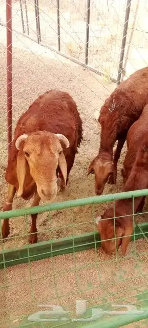 غنم بربري و تيوس و سواكن و نعيمي و قعدان 22