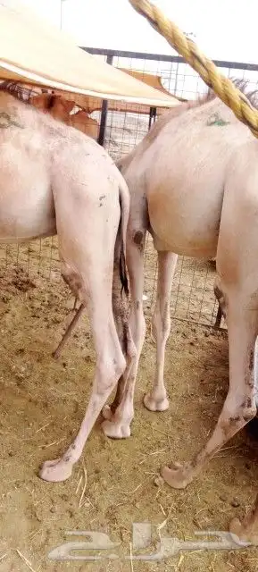 غنم بربري و تيوس و سواكن و نعيمي و قعدان 19