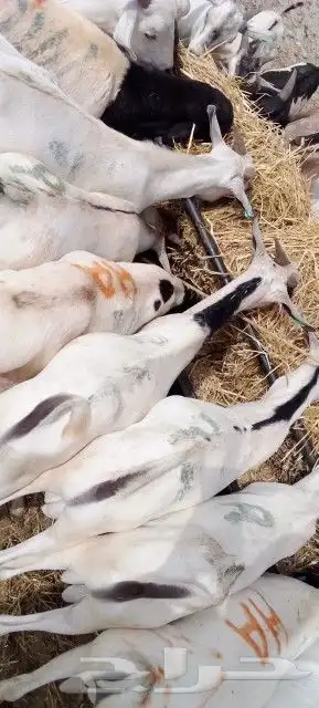 غنم بربري و تيوس و سواكن و نعيمي و قعدان 12