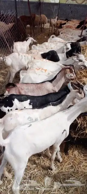 غنم بربري و تيوس و سواكن و نعيمي و قعدان 13