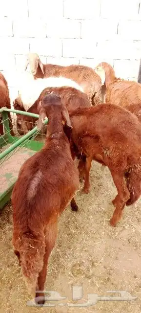 غنم بربري و تيوس و سواكن و نعيمي و قعدان 2