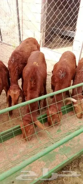 غنم بربري و تيوس و سواكن و نعيمي و قعدان 10