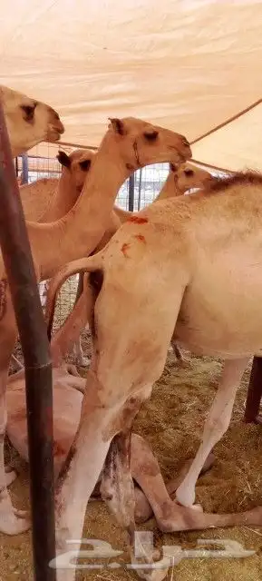 غنم بربري و تيوس و سواكن و نعيمي و قعدان 28
