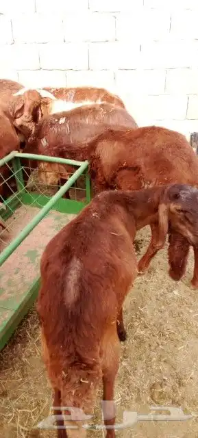 غنم بربري و تيوس و سواكن و نعيمي و قعدان 6