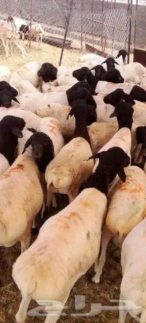 غنم بربري و تيوس و سواكن و نعيمي و قعدان 8