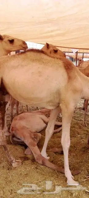 غنم بربري و تيوس و سواكن و نعيمي و قعدان 27