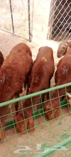 غنم بربري و تيوس و سواكن و نعيمي و قعدان 1