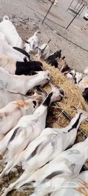 غنم بربري و تيوس و سواكن و نعيمي و قعدان 16