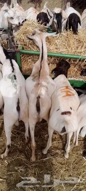 غنم بربري و تيوس و سواكن و نعيمي و قعدان 15