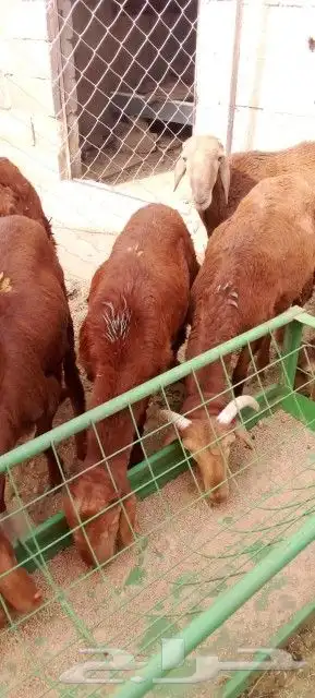 غنم بربري و تيوس و سواكن و نعيمي و قعدان 5