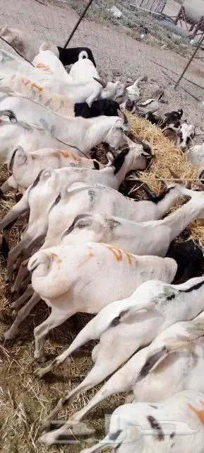 غنم بربري و تيوس و سواكن و نعيمي و قعدان 11