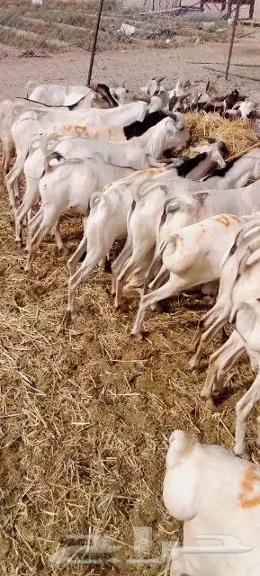 غنم بربري و تيوس و سواكن و نعيمي و قعدان 17