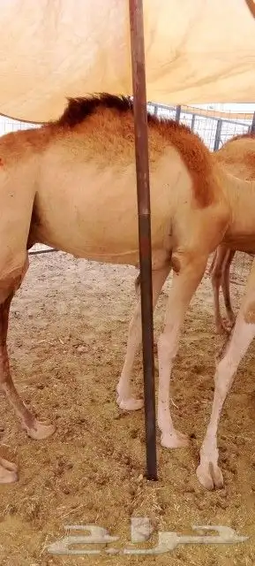 غنم بربري و تيوس و سواكن و نعيمي و قعدان 20
