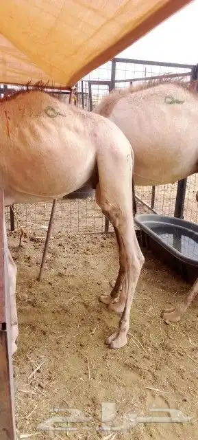 غنم بربري و تيوس و سواكن و نعيمي و قعدان 26