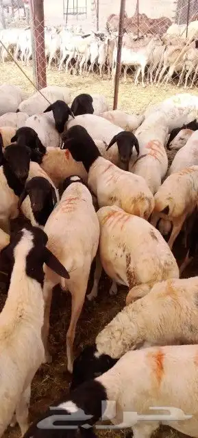 غنم بربري و تيوس و سواكن و نعيمي و قعدان 3
