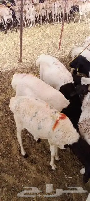 غنم بربري و تيوس و سواكن و نعيمي و قعدان 7