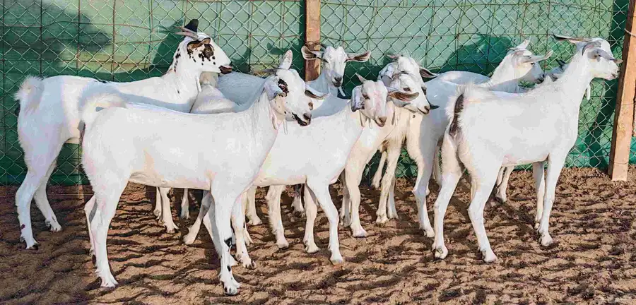 جفار بيشيه عفر فواخر مشروطة الصحة index