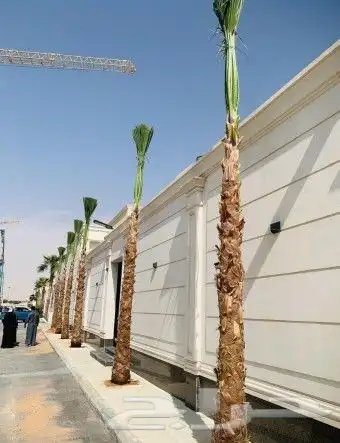 نخل واشنطني ملكي 3