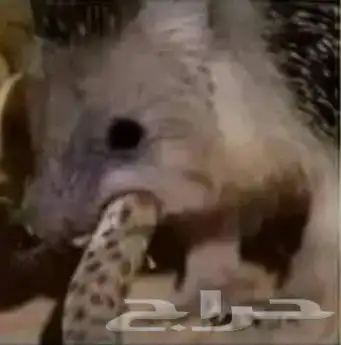 دعالج 5