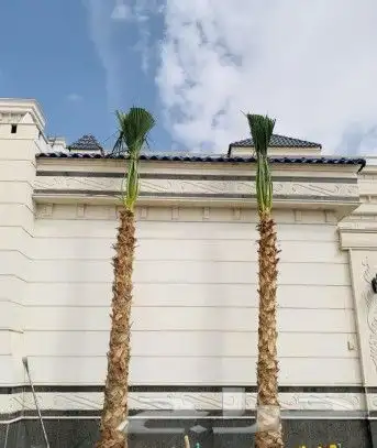 نخل واشنطني ملكي 4