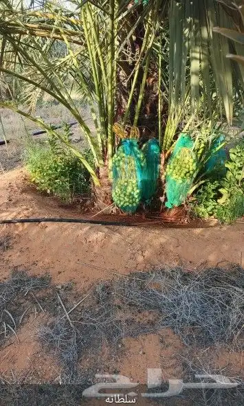 نخيل اخلاص طيبه للبيع 0
