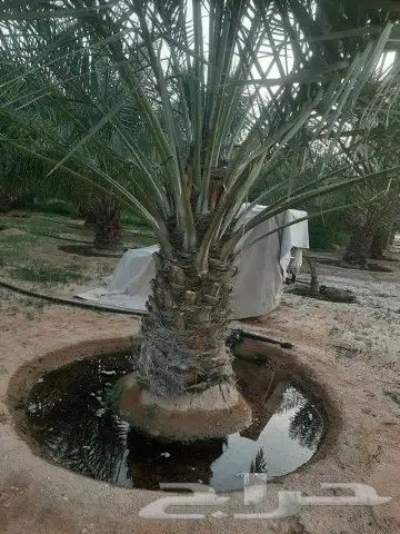 نخل للبيع 2