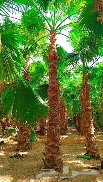 نخل واشنطني ملكي 0