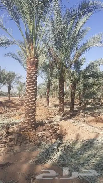 نخل للبيع 3