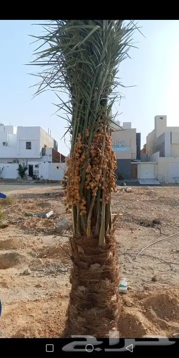 يوجد لدينا جميع انواع انخل وعلا جميع المقسات متوجدين في المد 0