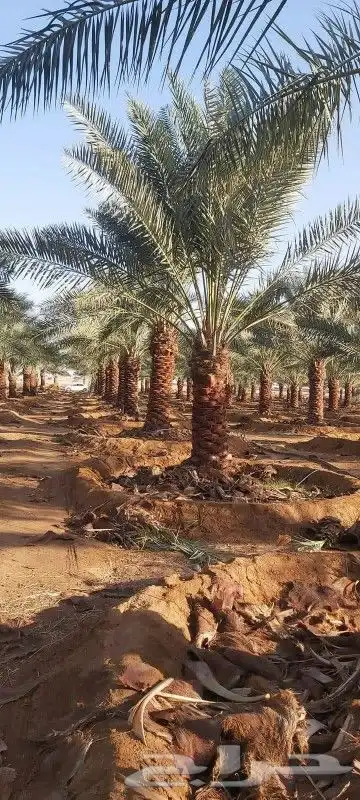 نخل للبيع 4