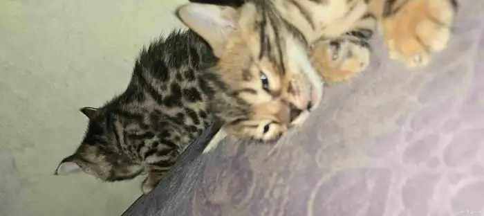 للحجز كيتن بنقالي بيور 7