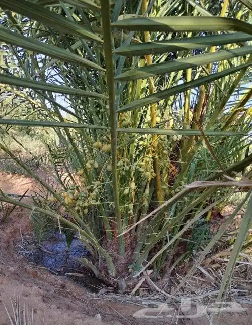 نخيل اخلاص طيبه للبيع 2