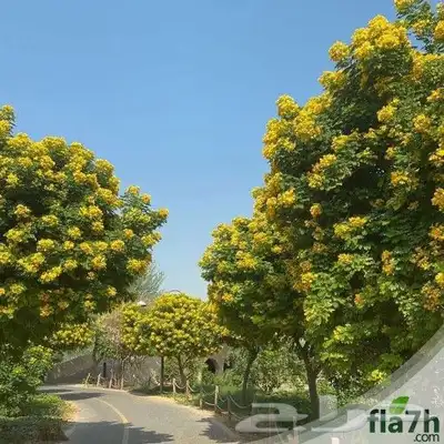 شتلات اكاسيا جلوكا 3