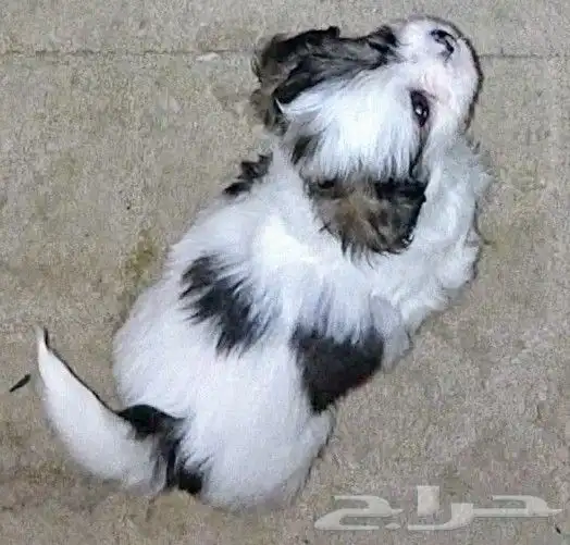 فرصة جراوي يا بلاش بسعر 100 0