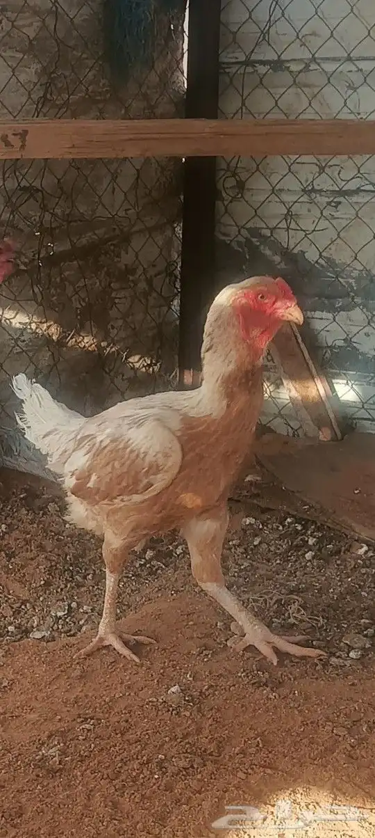 ديك ودجاجه فارسي بياضه 2